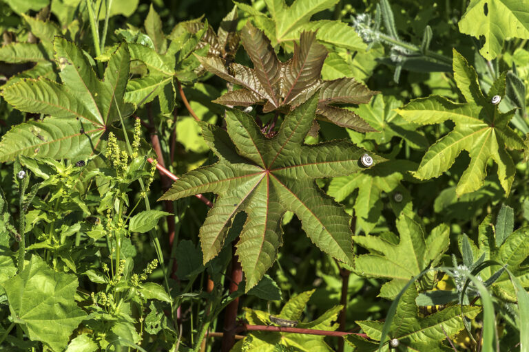 How to Grow Castor Bean — Ricinus