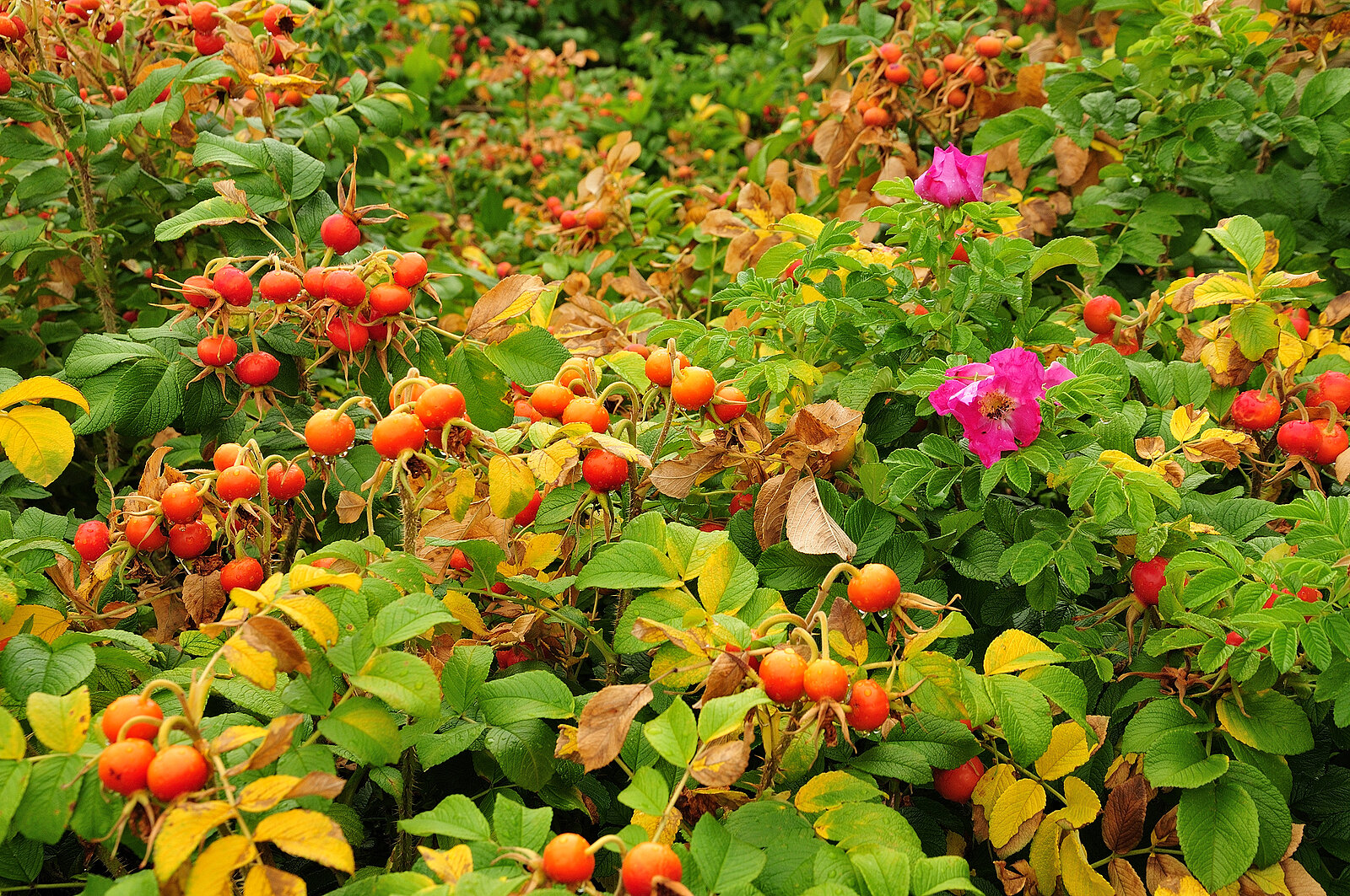 rosa rugosa