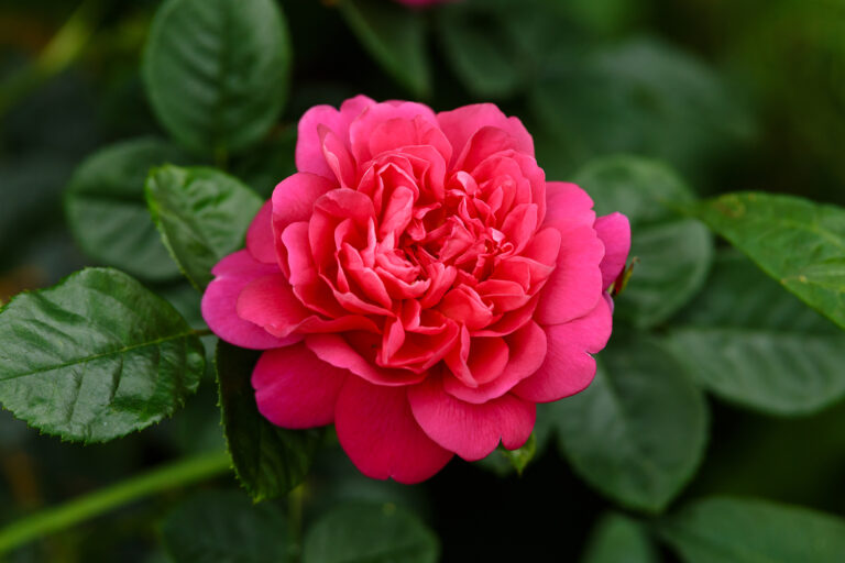 Types of Roses to Grow in Your Garden