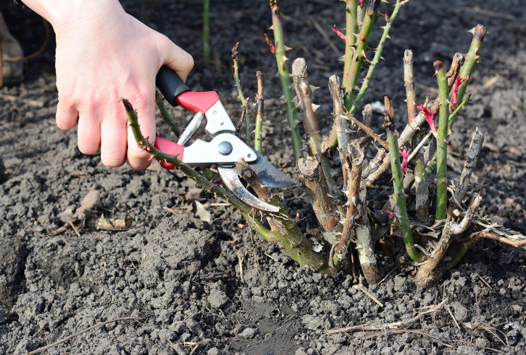 Pruning a rose