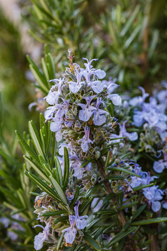Rosemary leaves and flowers