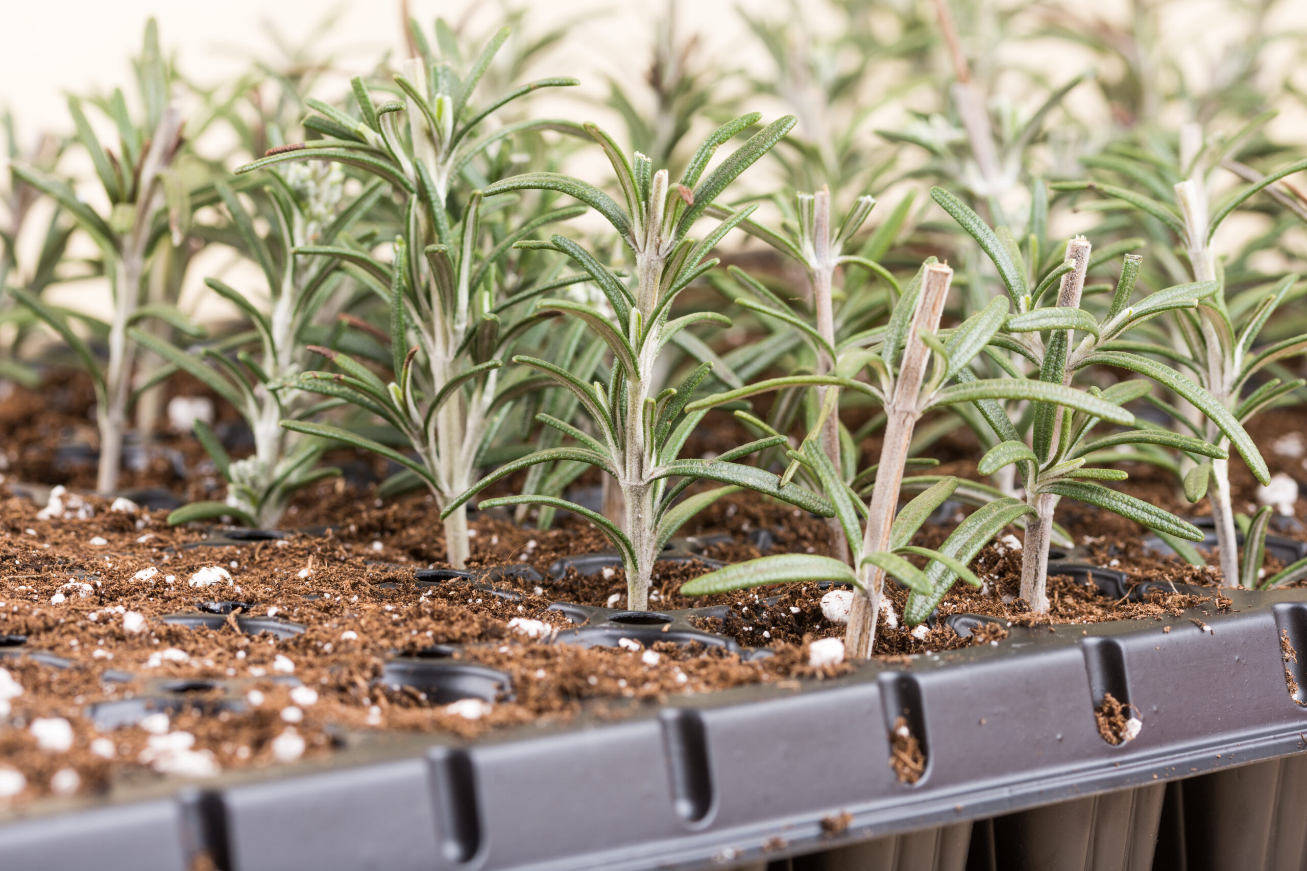 Propagating rosemary from softwood cuttings