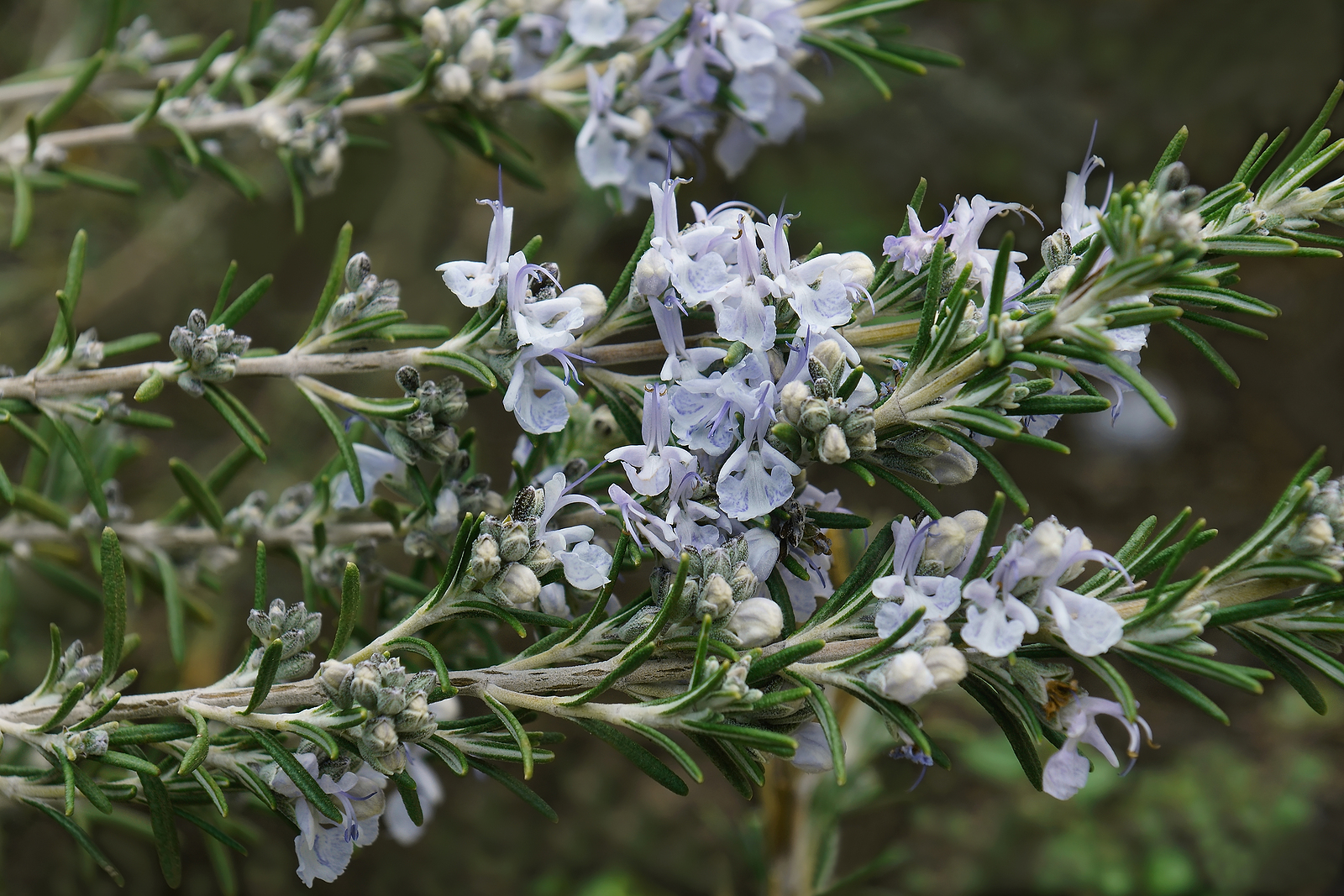 Rosemary