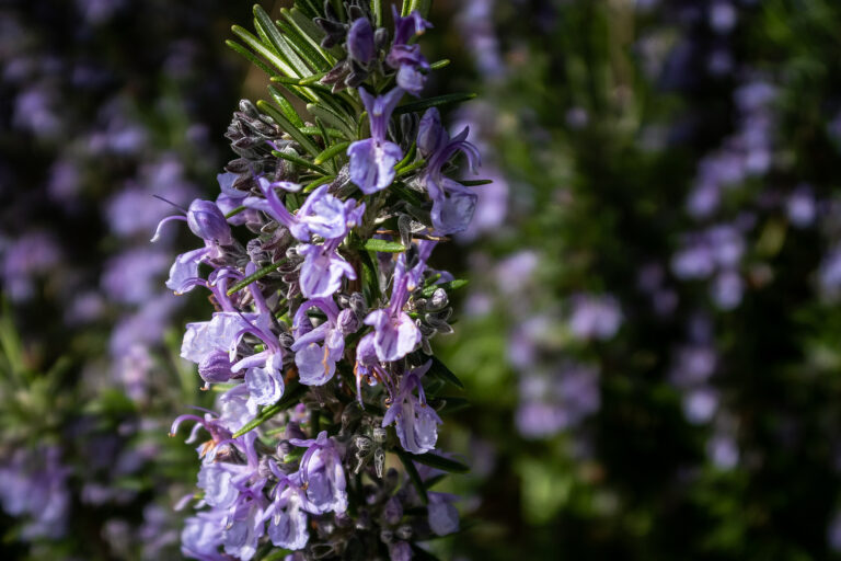 How to Grow Rosmarinus – Rosemary