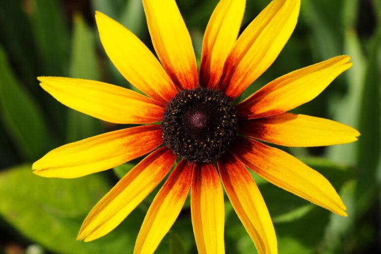 How to Grow Black-Eyed Susan — Rudbeckia