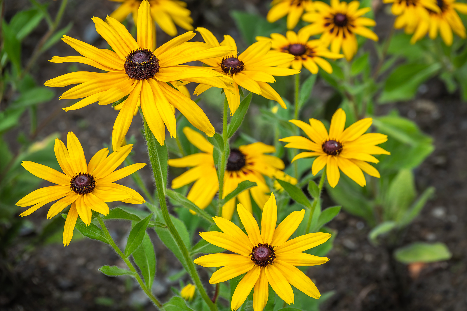 Rudbeckia fulgida
