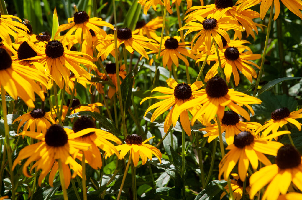 Black-eyed Susan, Rudbeckia hirta