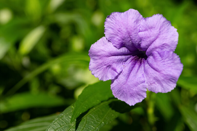 How to Grow False Petunia — Ruellia