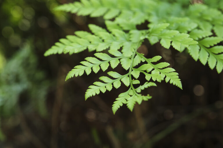 How to Grow Rumohra – Leather Fern