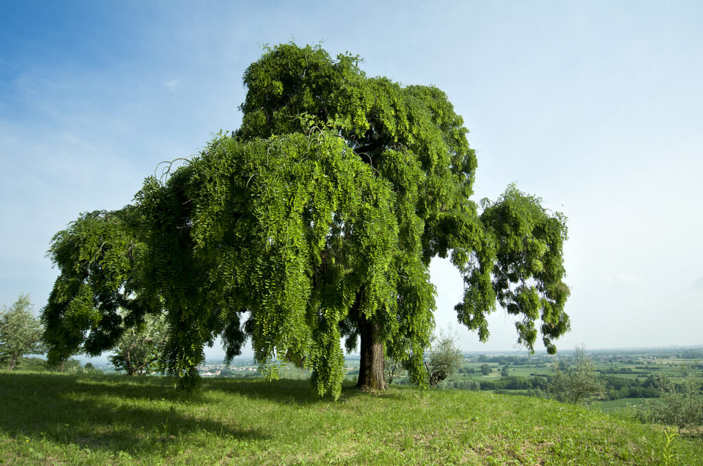 Willow tree, Salix
