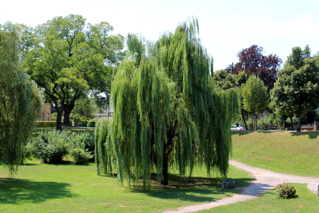 1 Bright Green Weeping Willow Cutting Wisconsin Weeping Willow