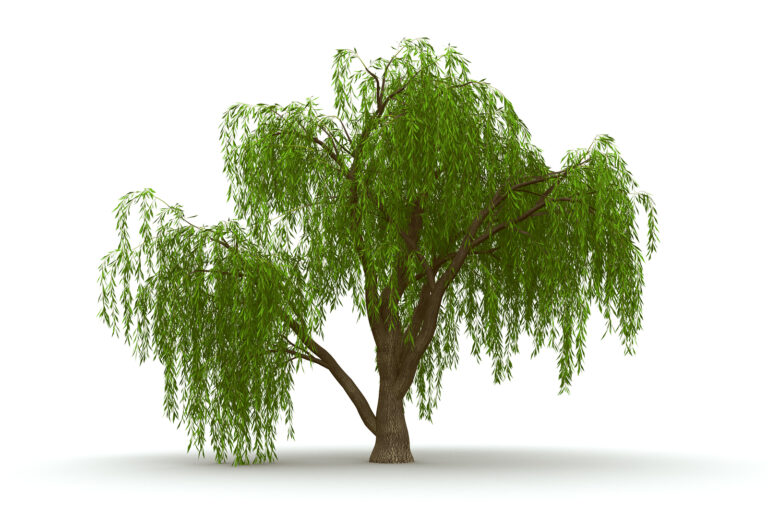 How to Grow Willow – Salix  