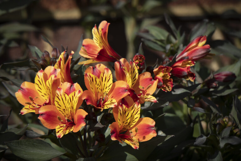 How to Grow Painted Tongue — Salpiglossis