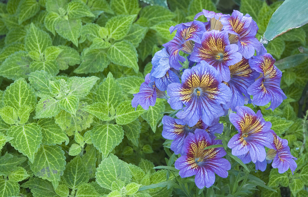 Colorful Salpiglossis sinuata or Painted Tongue