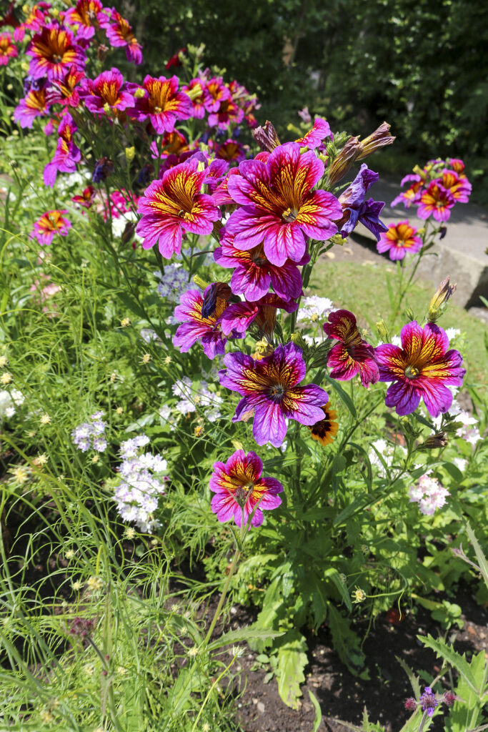 Painted tongue flowers, Salpiglossis sinuata