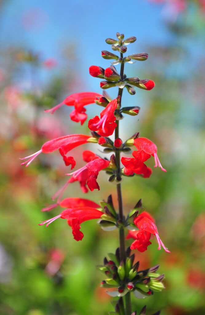 Scarlet sage, Salvia coccinea
