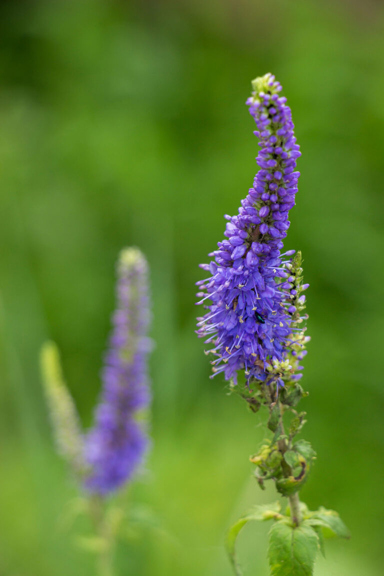 How to Grow Annual Blue Salvia — Salvia