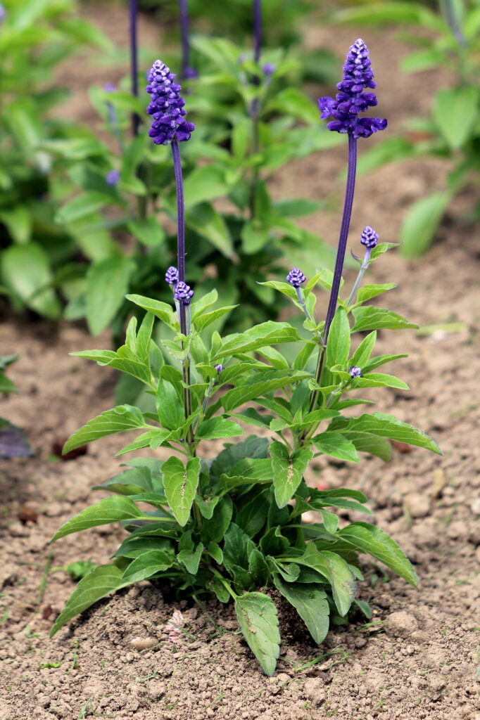Mealycup sage, Salvia farinacea 