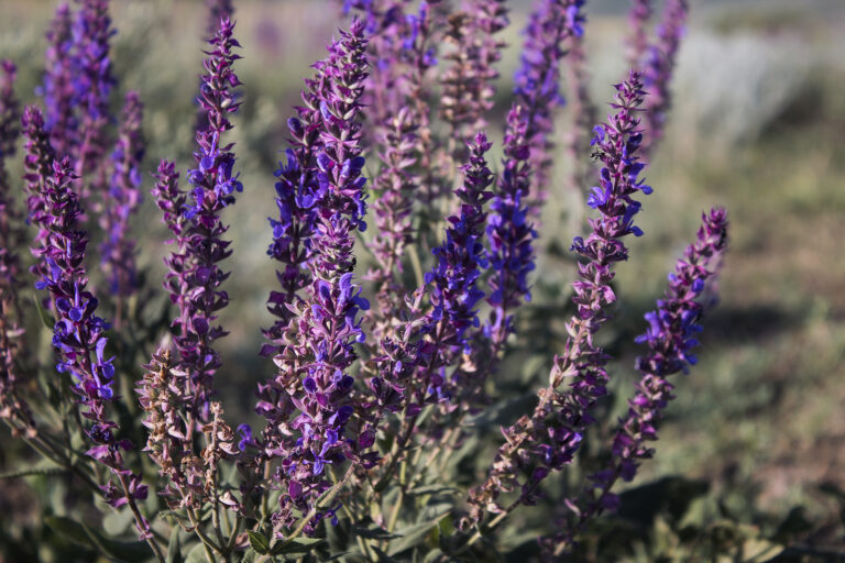 How to Grow Sage — Perennial Salvias