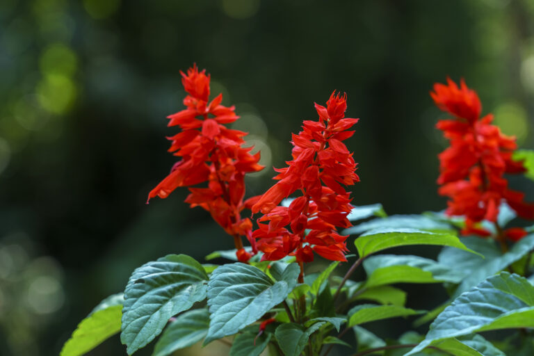 How to Grow Annual Red Salvia – Salvia splendens