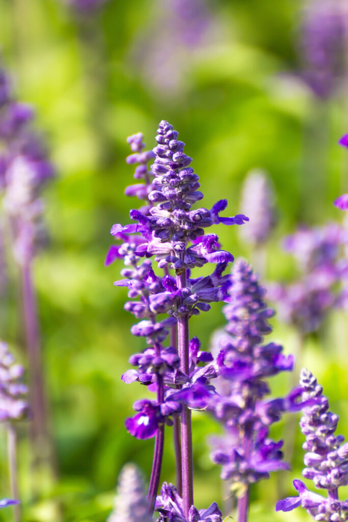 Perennial blue salvia, Salvia superba