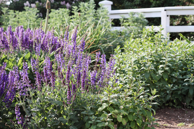 How to Grow Perennial Blue Salvia — Salvia x superba
