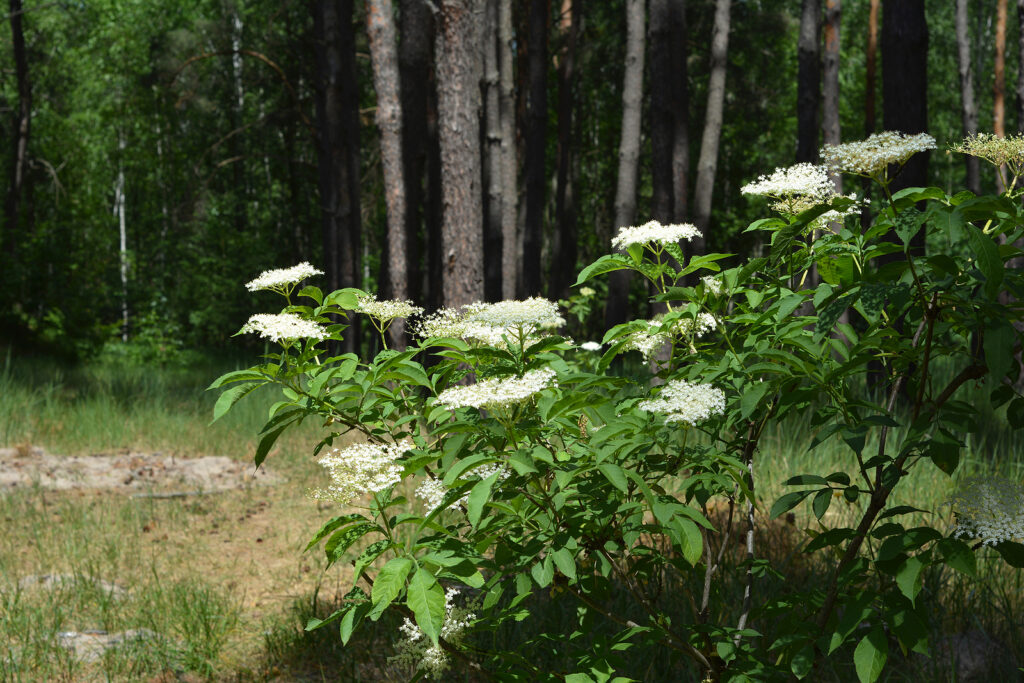 American elderberry, Sambucus canadensis