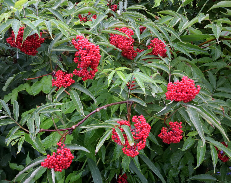 How to Grow Elderberry – Sambucus