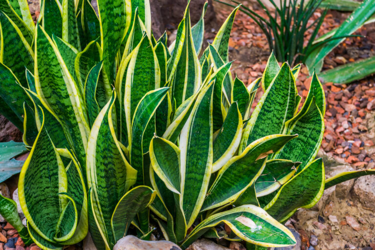 How to Grow Sansevieria – Snake Plant