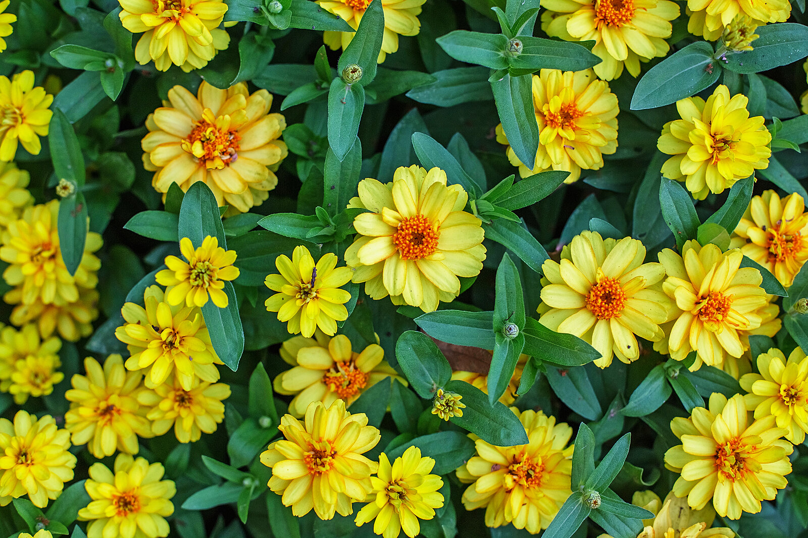 Sanvitalia procumbens