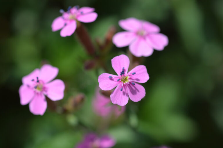 How to Grow Soapwort — Saponaria