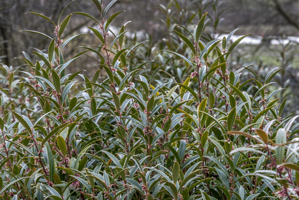 How To Grow Sarcococca Sweet Box