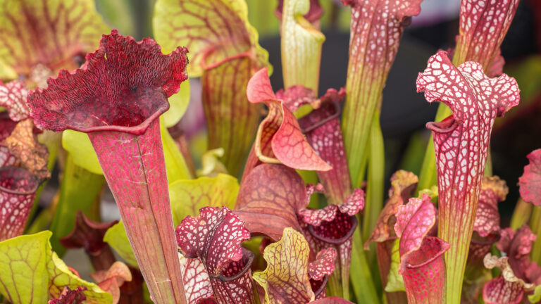 How to Grow Pitcher Plant — Sarracenia