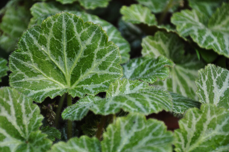 How to Grow Strawberry Begonia — Saxifraga