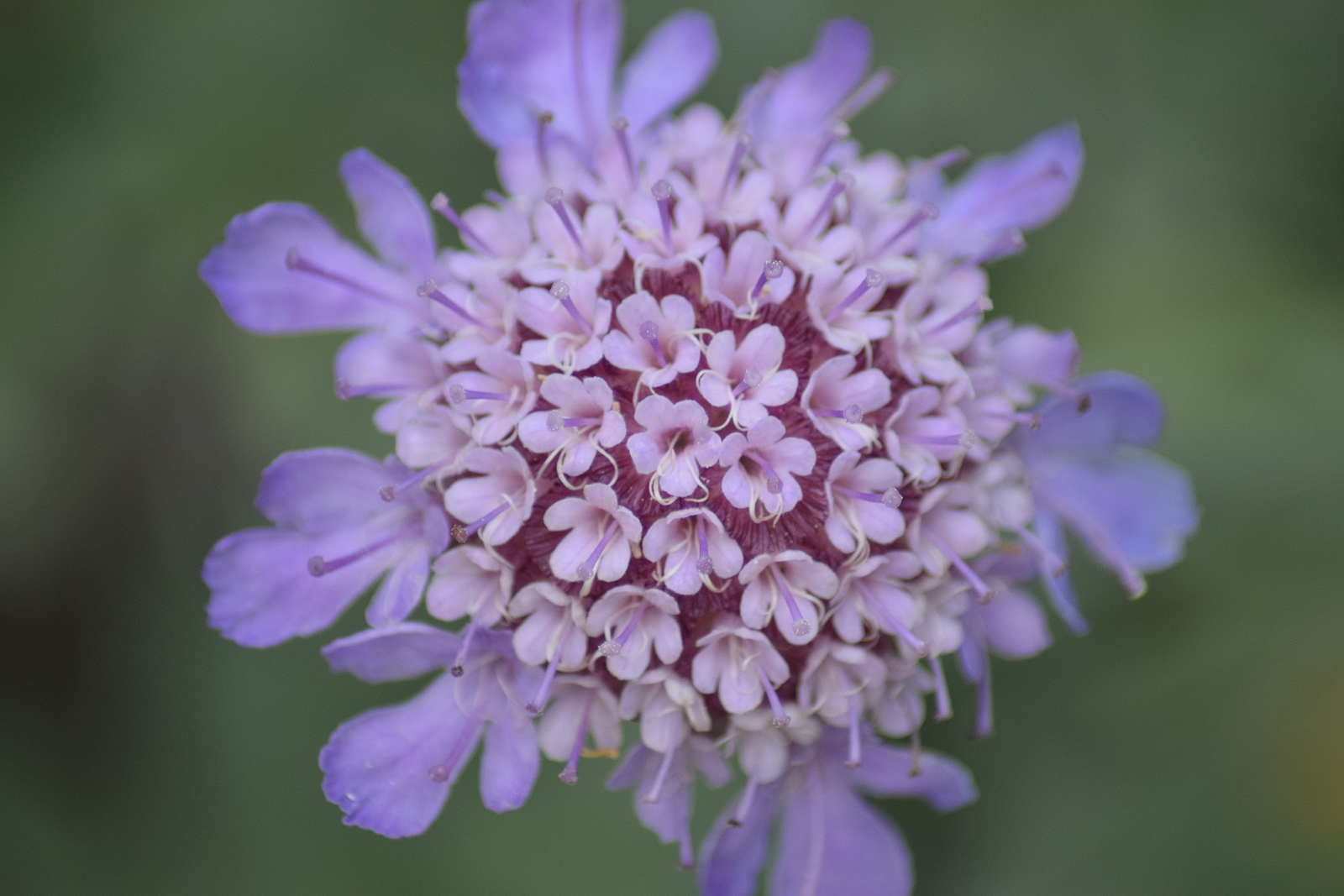 Scabiosa
