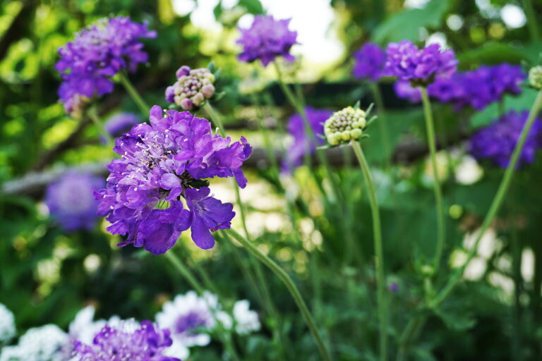 How to Grow Pincushion Flower — Scabiosa