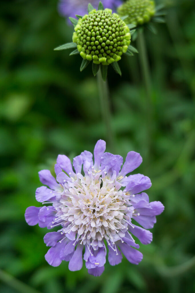 Pincushion flower, Scabiosa