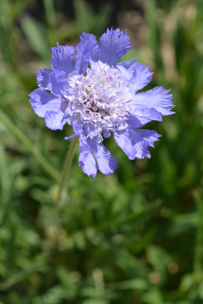 Caucasian pincushion flower, Scabiosa caucasica
