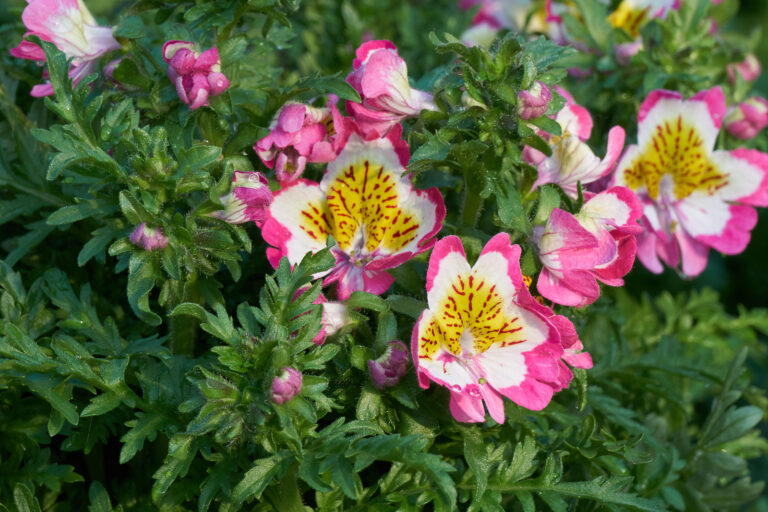 How to Grow Butterfly Flower — Schizanthus