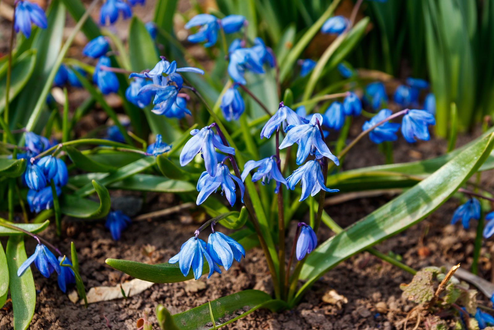 How to Grow Scilla - Squill
