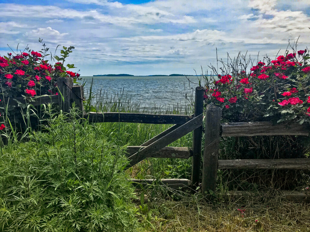 Roses growing along a fence near the lake front.