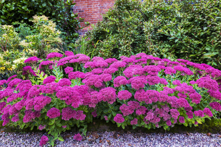 Understanding Your Garden