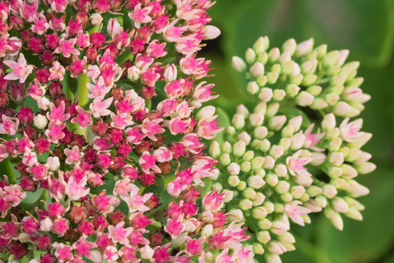 How to Grow Stonecrop — Sedum spectabile