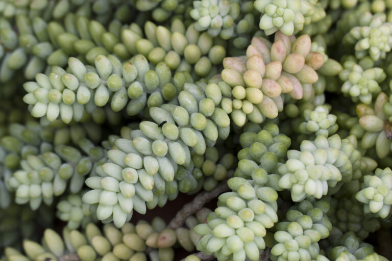 How to Grow Burro’s Tail – Sedum