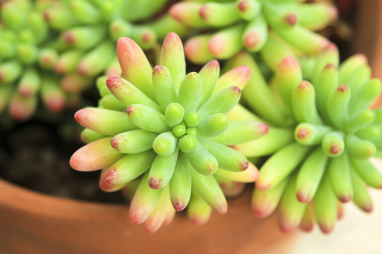 How to Grow Sedum