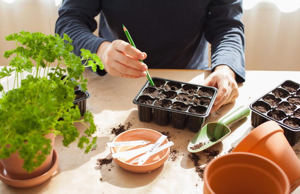 Seed sowing indoors