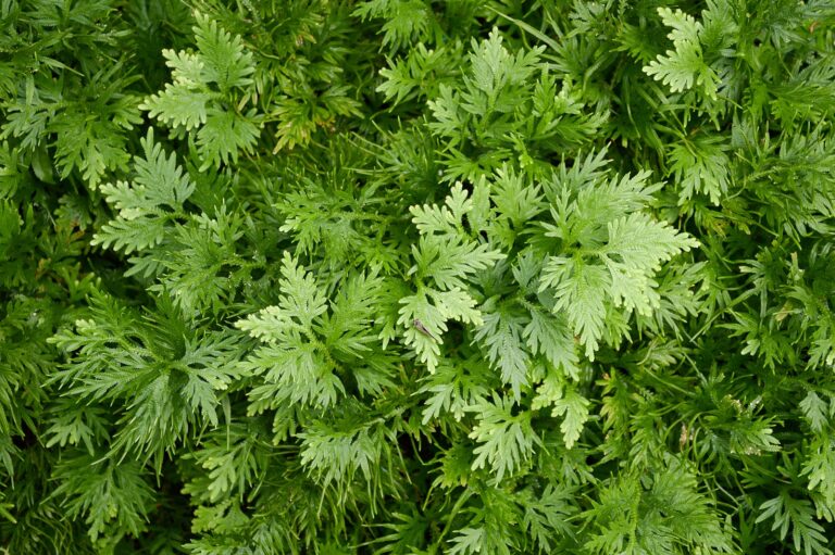 How to Grow Club Moss — Selaginella
