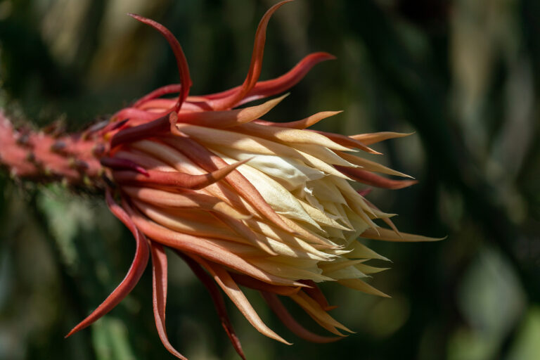 How to Grow Cereus — Queen of the Night