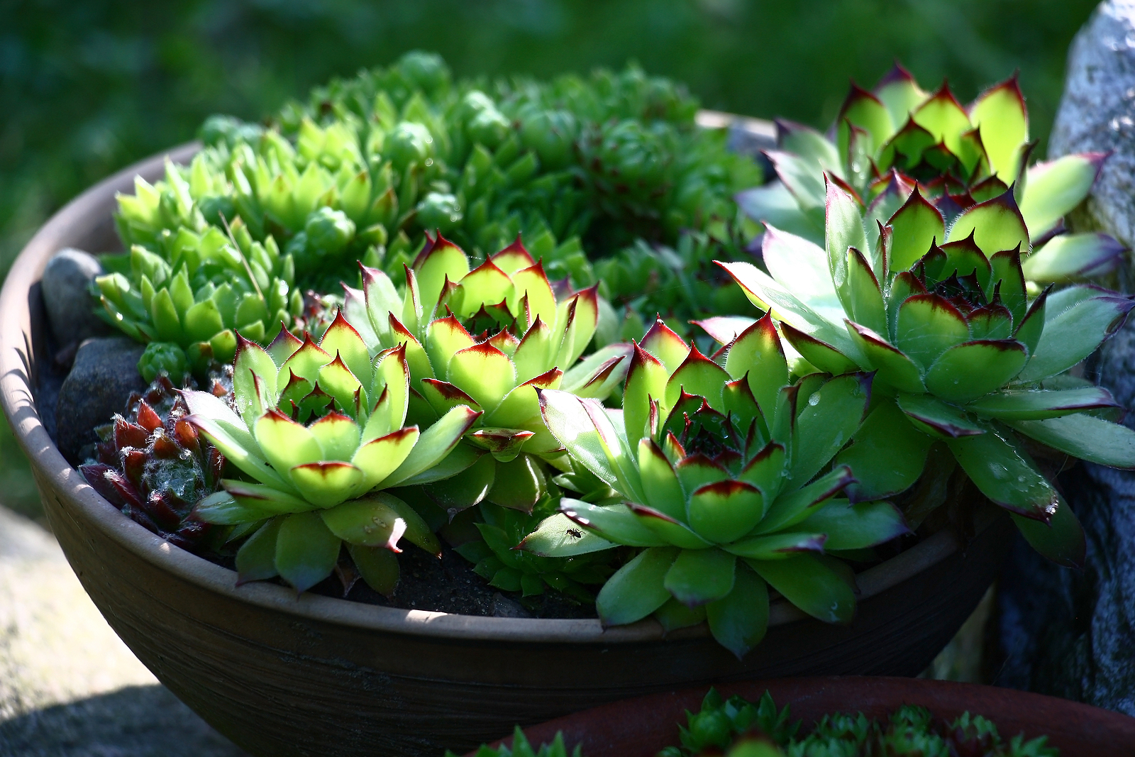 sempervivum 