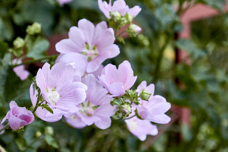 How to Grow False Mallow — Sidalcea